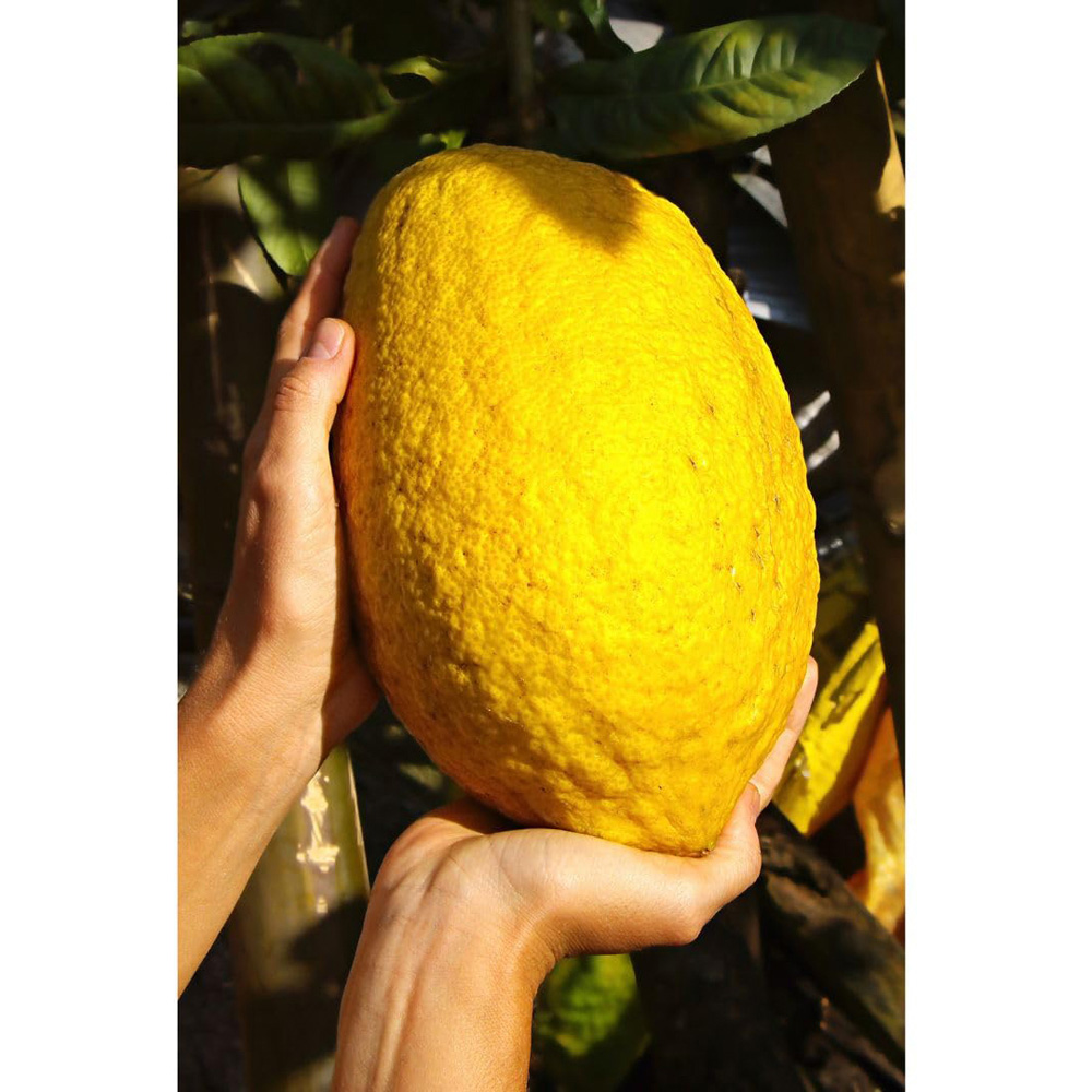 Thompson and Morgan Citrus Lemon Medica Cedro Plant Pot 20cm 2 Pack Image 2