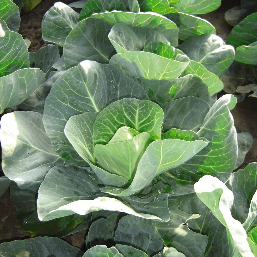 Thompson & Morgan Cabbage Winter Jewel Seeds Image 2