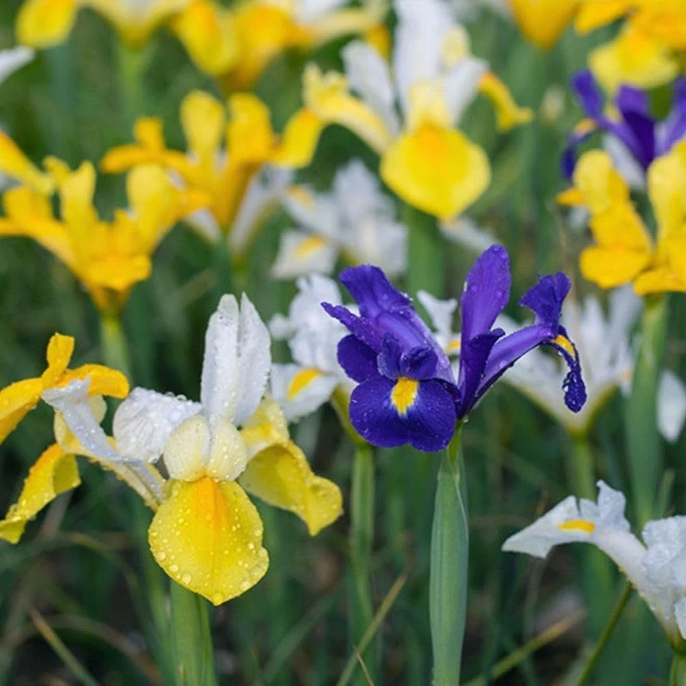 Thompson and Morgan Harmony Collection Spring Planting Bulb 300 Pack Image 5