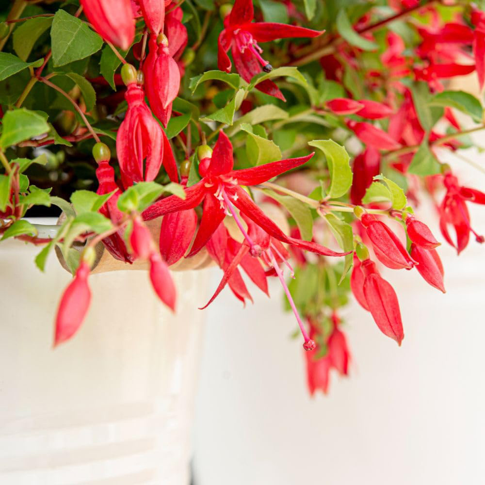 Thompson and Morgan Fuchsia Hardy Chilli Red Plant Pot 3L Image 2