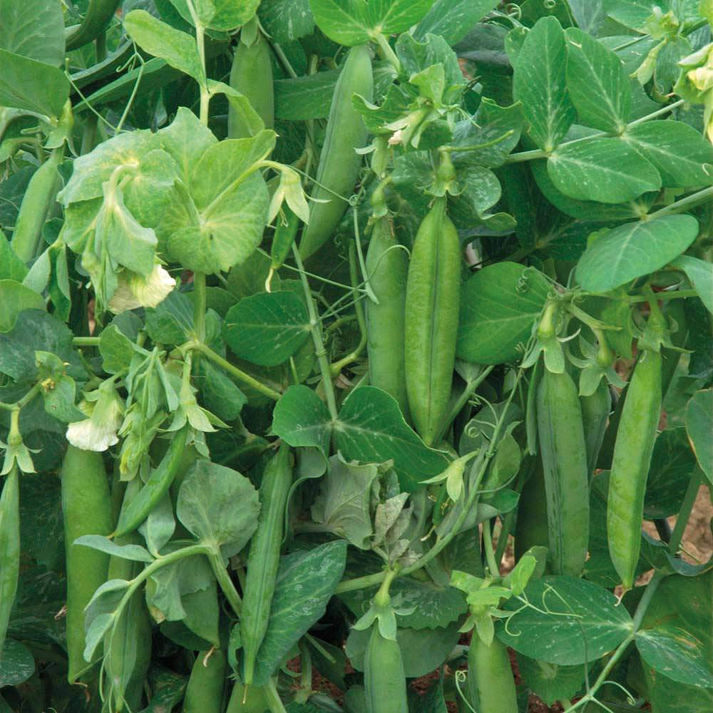 Thompson & Morgan Pea Alderman Heritage Seed Packet Image