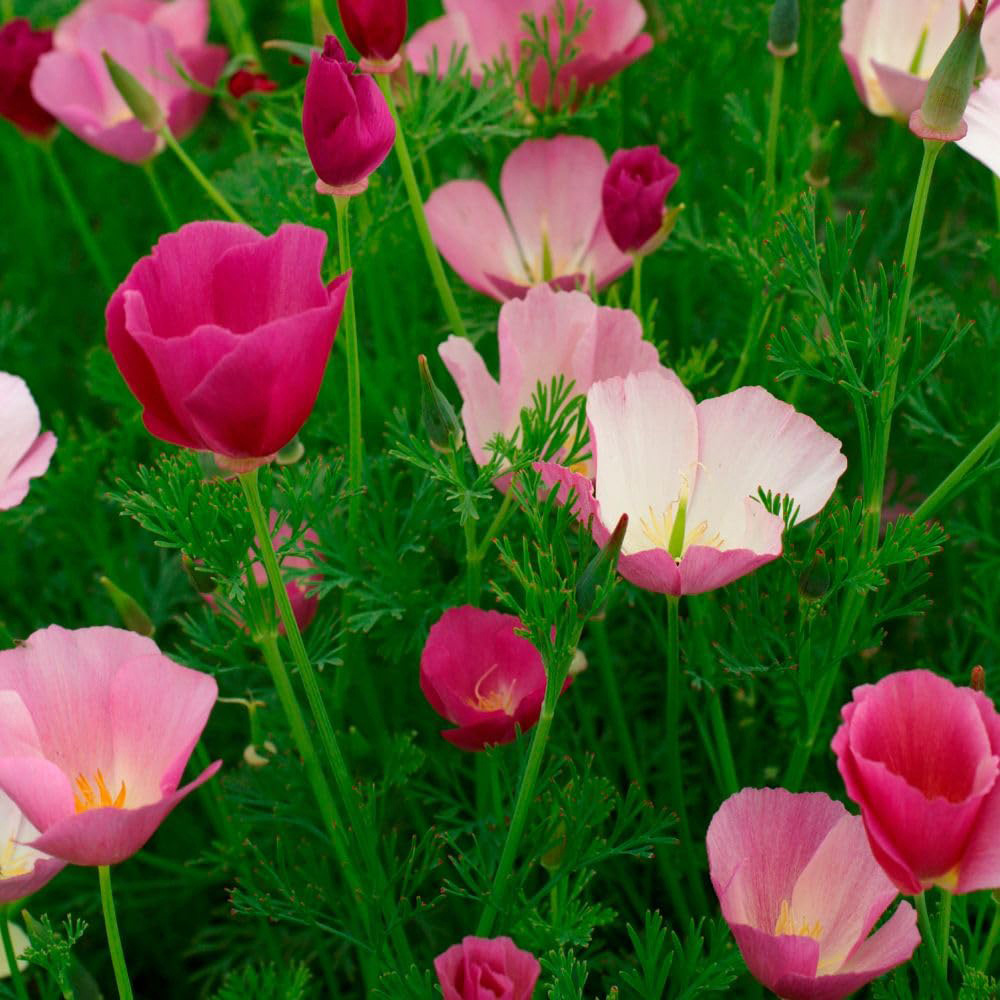 Thompson and Morgan Californian Poppy Purple Gleam Seed Packet Image 3