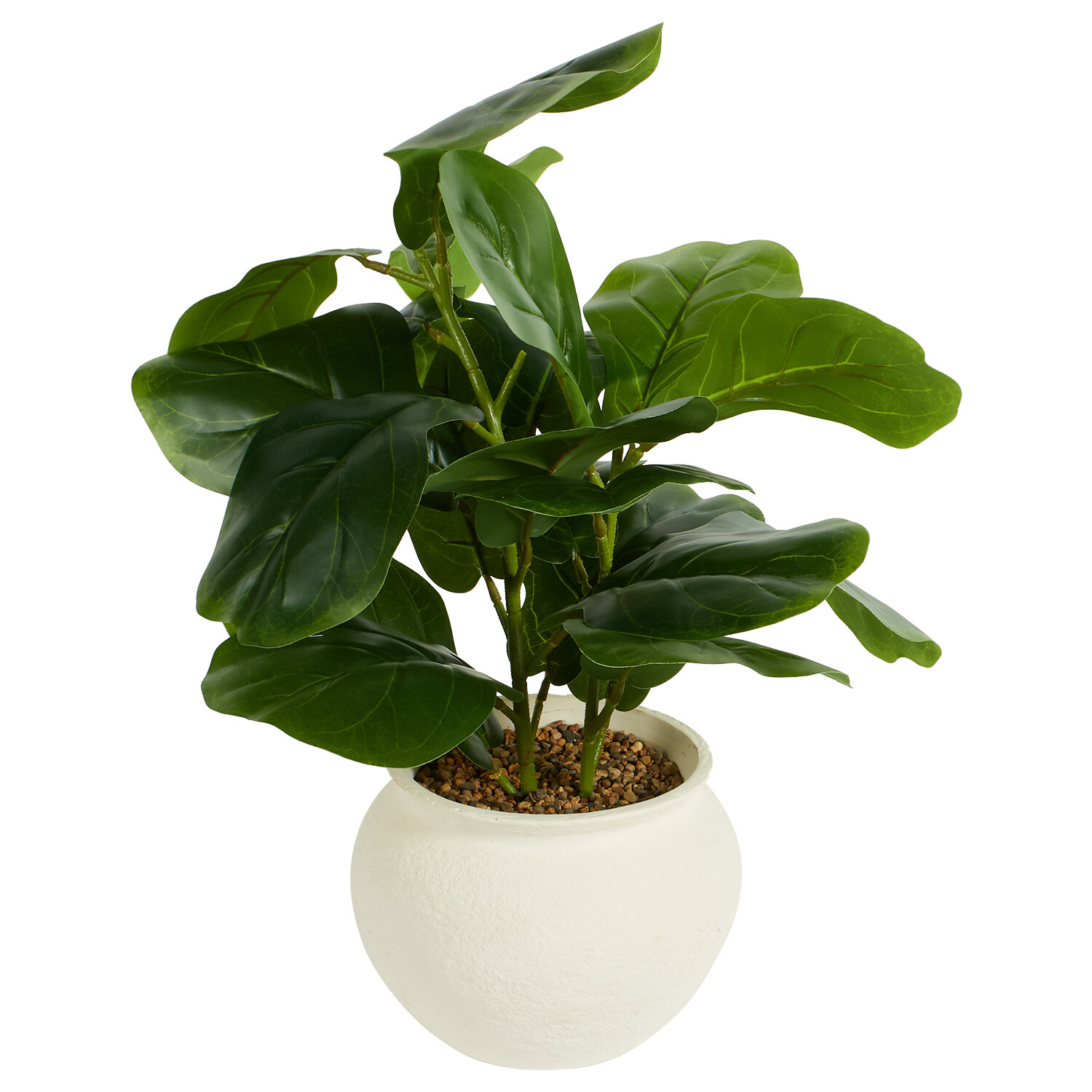 Fiddle Plant in Ceramic Pot - Green Image 4