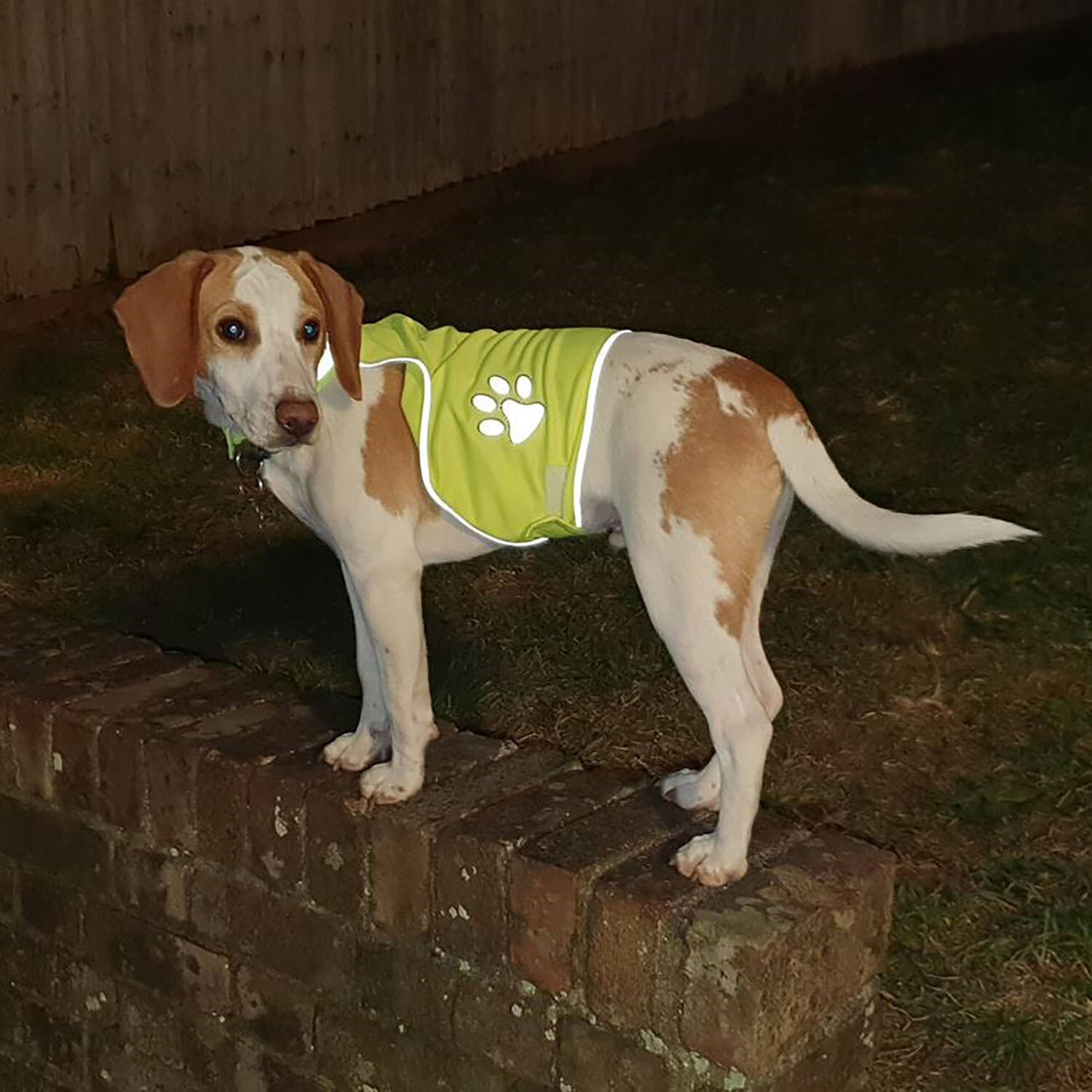 Reflective High Visibility Pawprint Pet Vest 50cm Image 2
