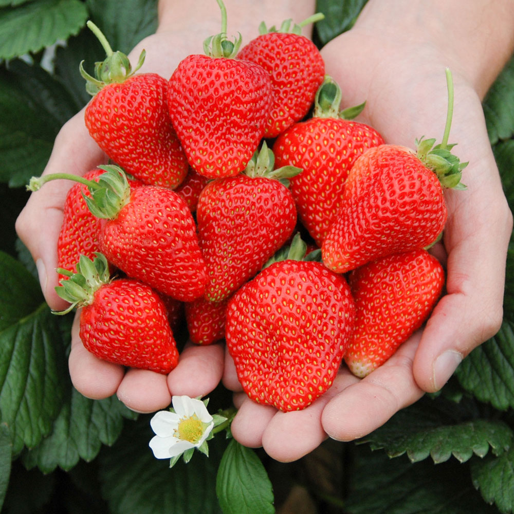 YouGarden Cambridge Favourite Class 1 Strawberry Runners Growing Kit Image 3