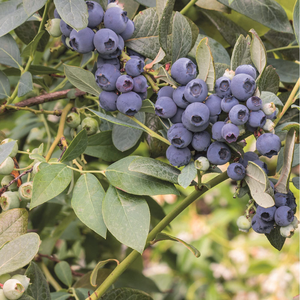 Thompson & Morgan Blueberry Darrow Potted Plant 4 Pack Image 1