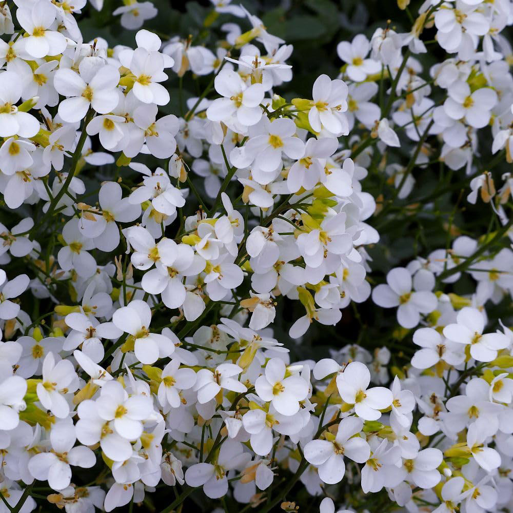 Thompson and Morgan Arabis Caucasica Snowcap Plant Pot 9cm 2 Pack Image 1