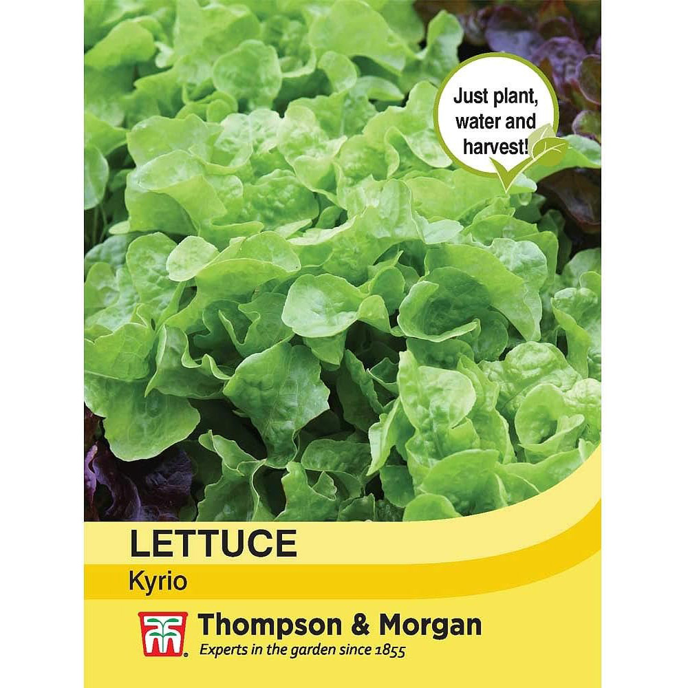 Thompson & Morgan Lettuce Kyrio 250 Seeds Packet Image 2