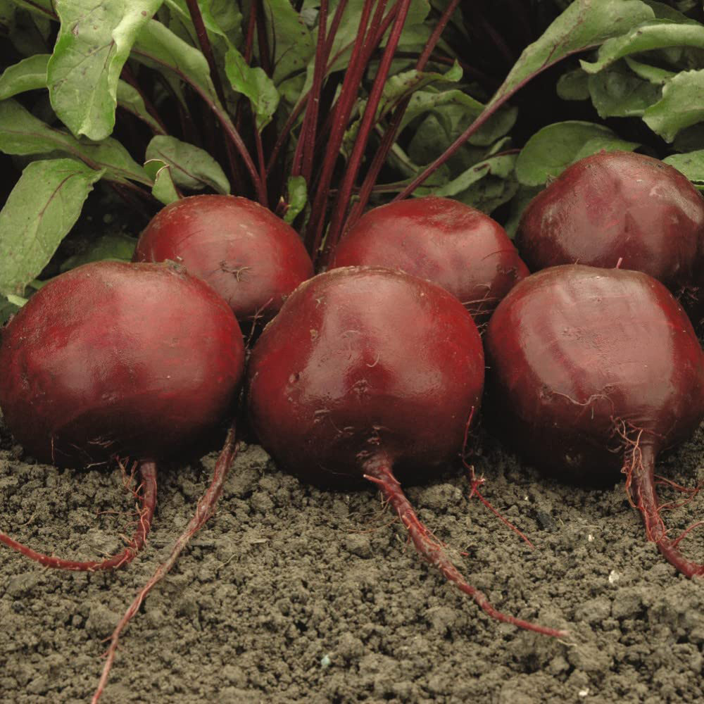 Thompson and Morgan Beetroot Moneta Seeds Image 3