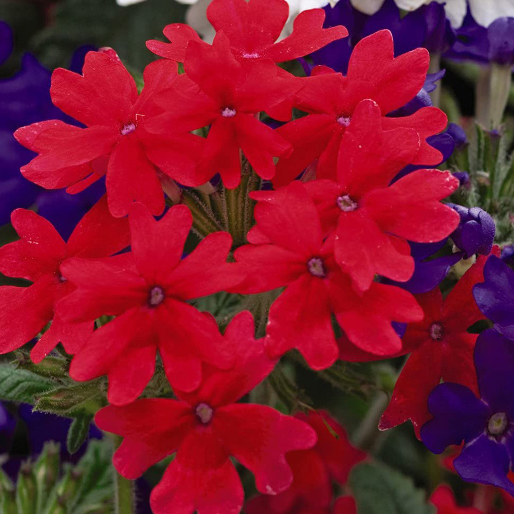 Thompson and Morgan Verbena Union Jack Garden Ready Plant 15 Pack Image 6