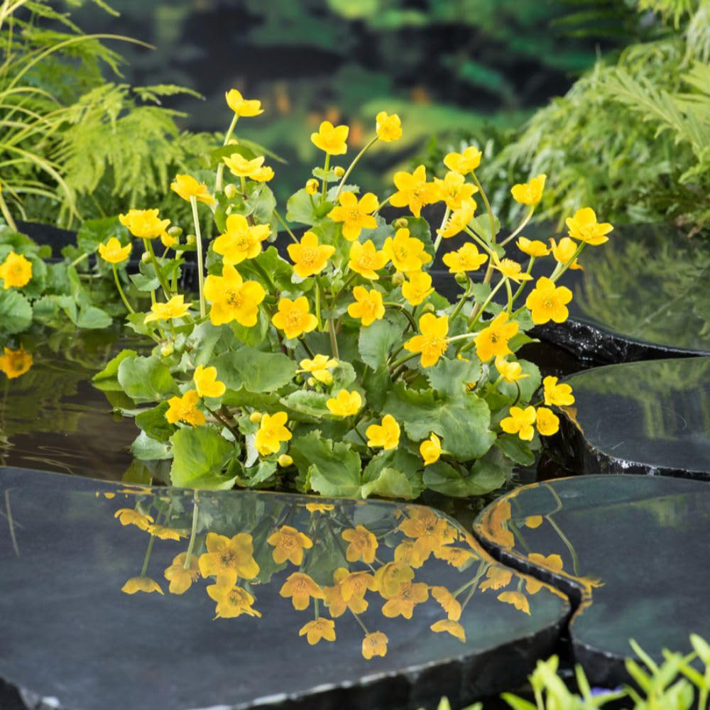 Thompson and Morgan Caltha Palustris Plant Pot 9cm Image 2