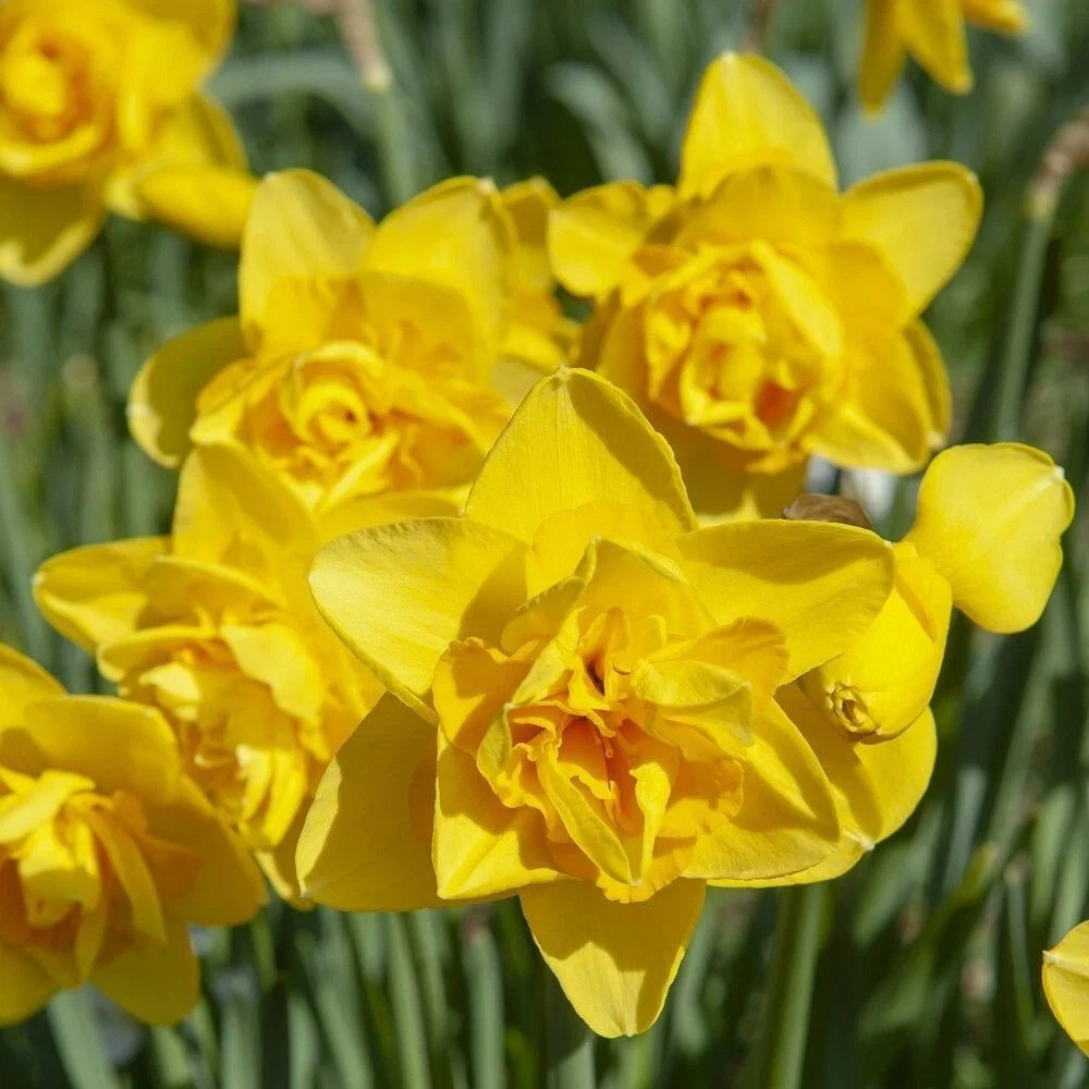 Thompson and Morgan Daffodil Dick Wilden Planting Bulb 8 Pack Image 1