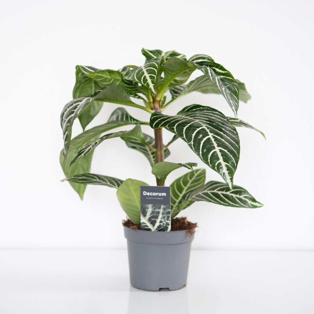 Thompson and Morgan Aphelandra Squarrosa Plant Pot 13cm 2 Pack Image 3