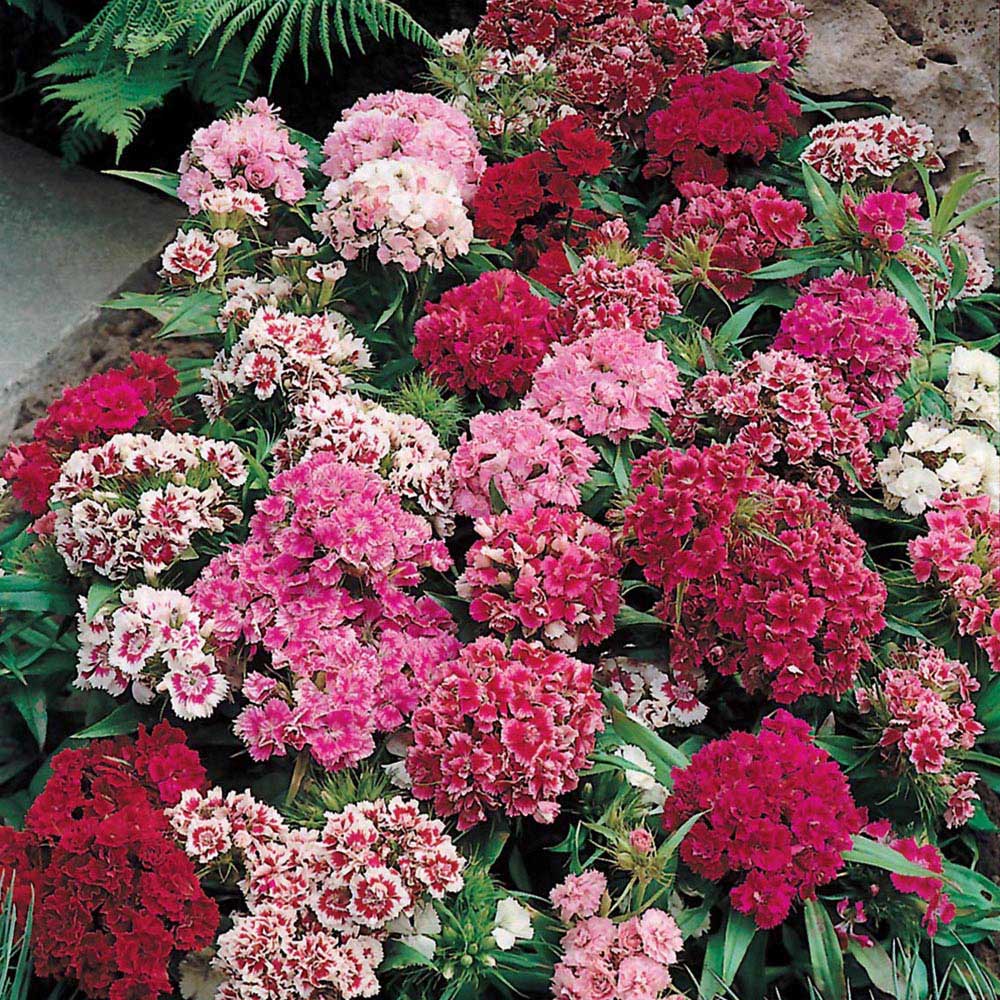 Johnsons Seeds Sweet William Pinocchio Mixed Image 1