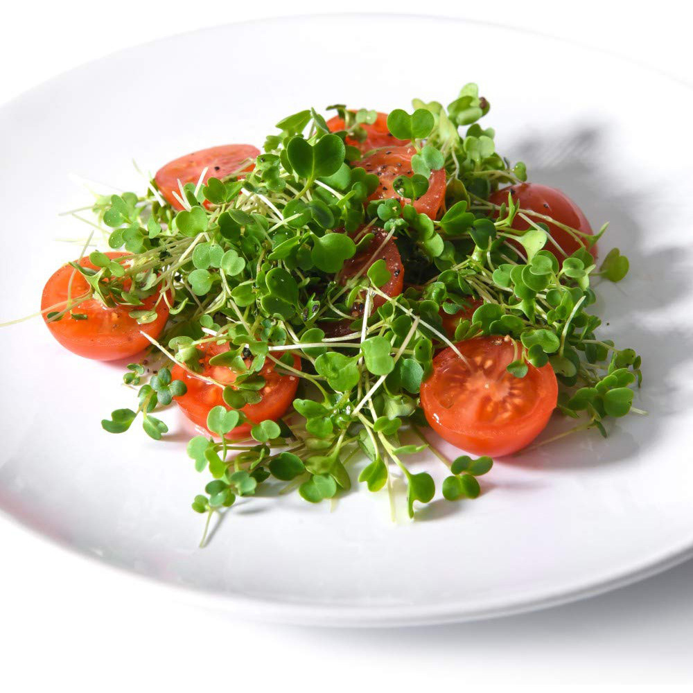 Thompson & Morgan Microgreens Salad Rocket Victoria Seeds Image 2