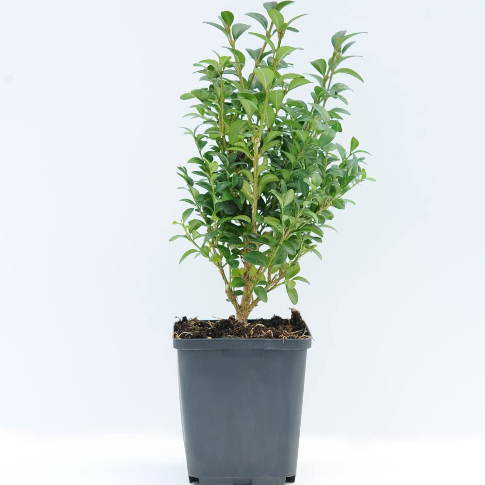 Thompson & Morgan Box Hedging Plant Pot 9cm 25 Pack Image 3
