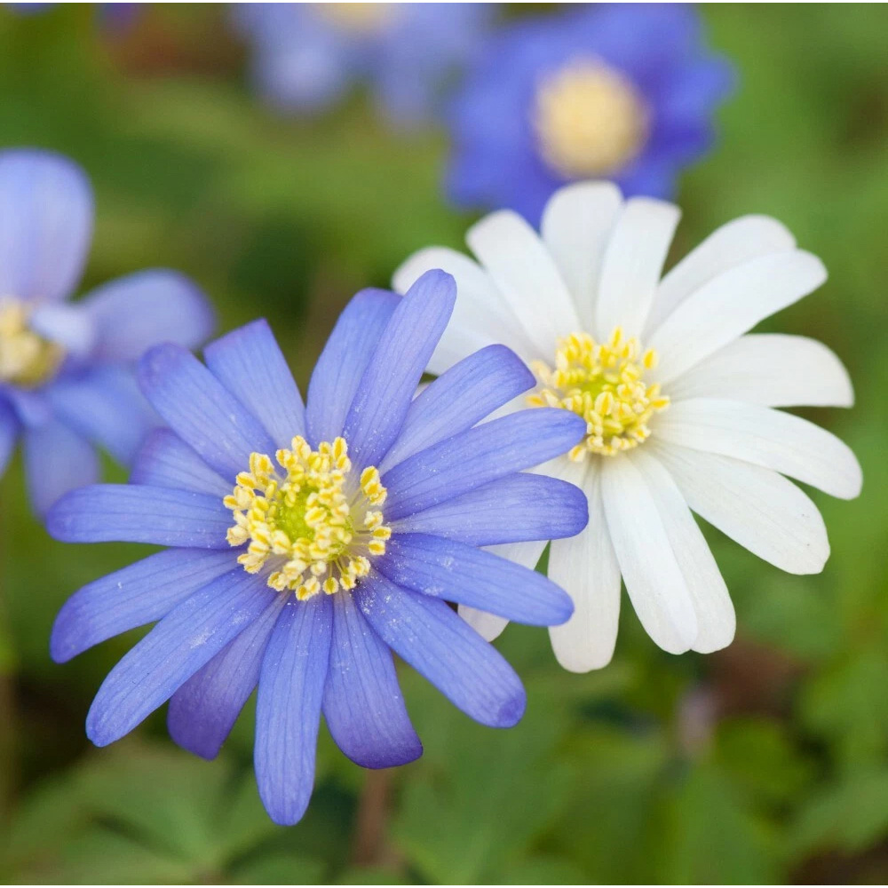 Thompson and Morgan Anemone Blanda Mixed Planting Bulb 80 Pack Image 3