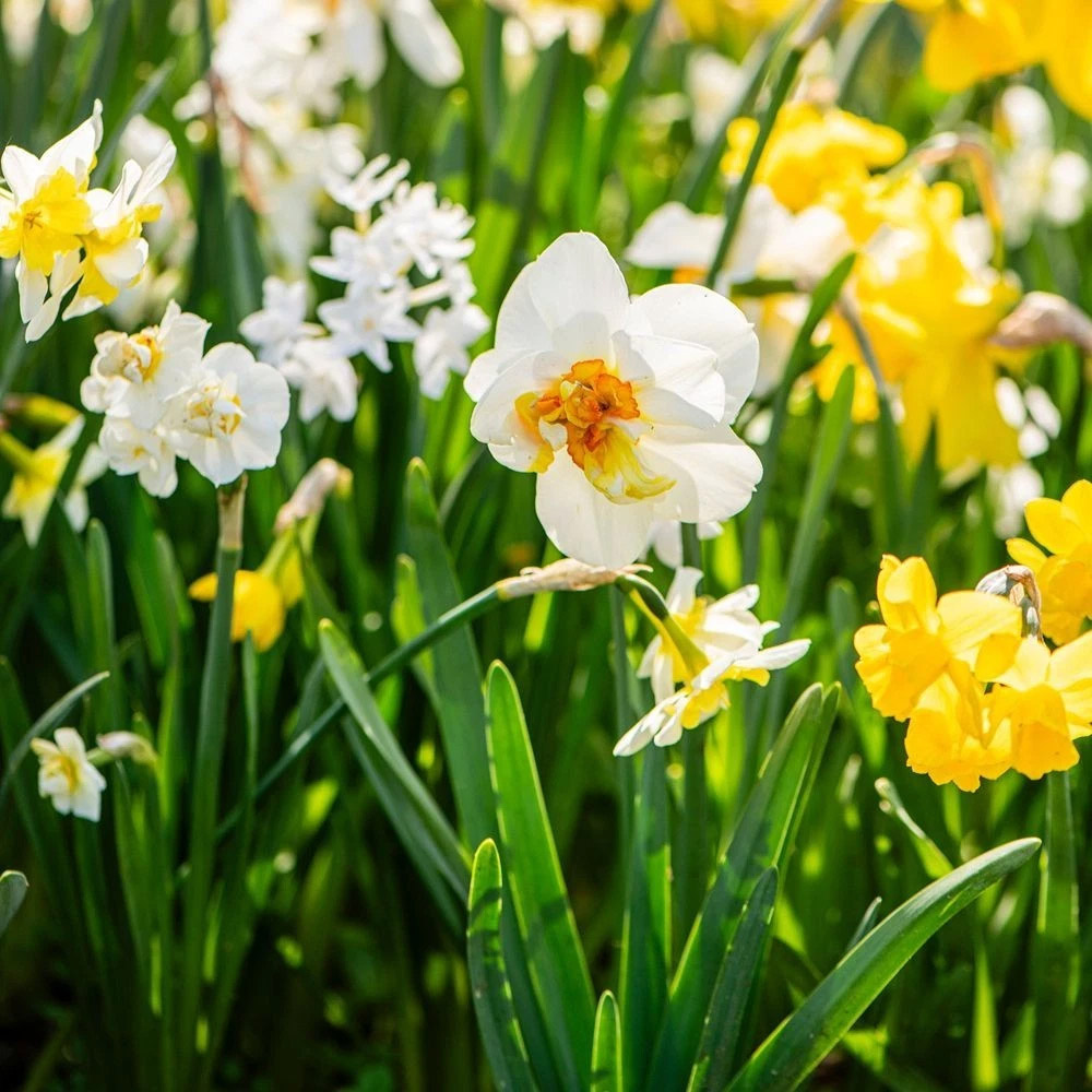 Thompson and Morgan Daffodil Mixed Collection Spring Planting Bulb 8 Pack Image 7