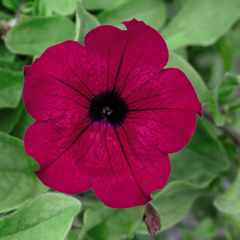 Thompson and Morgan Petunia Purple Trailing Surfinia Postiplug Plant 5 Pack Image 1