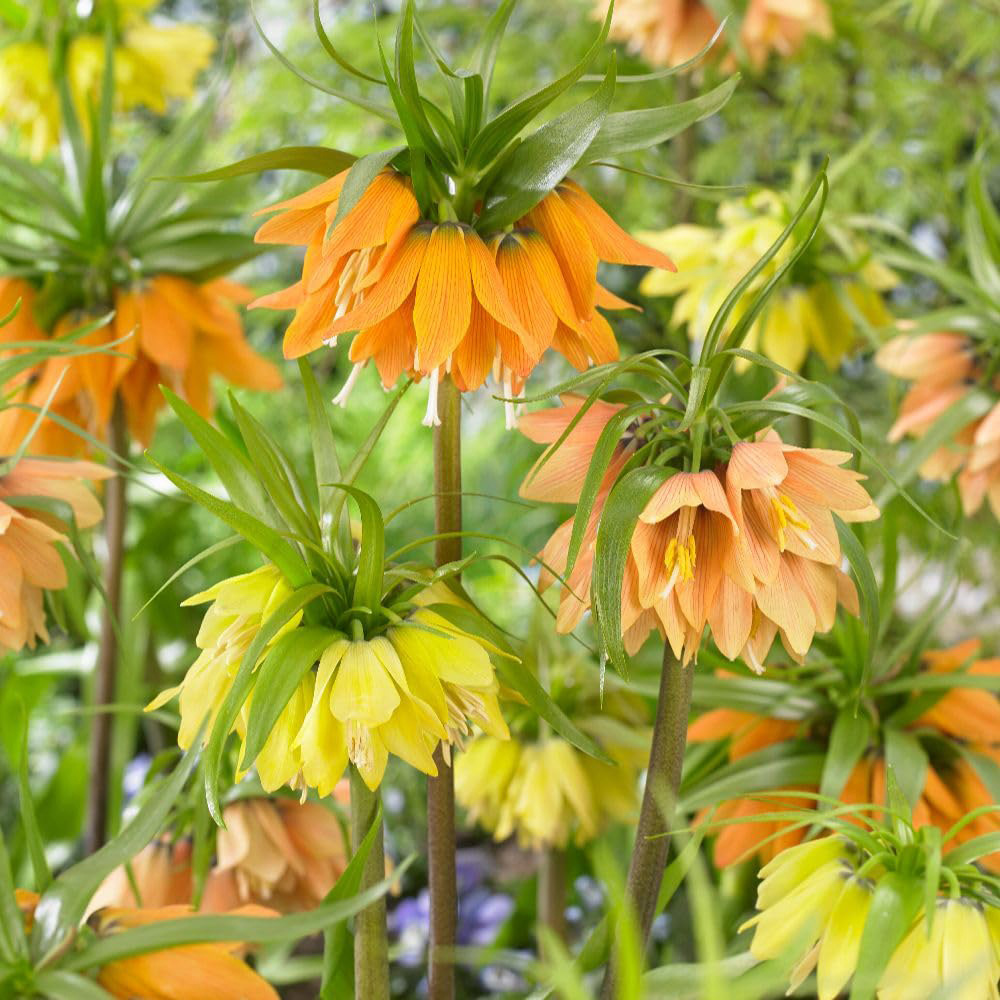 Thompson and Morgan Fritillaria Imperialis Early Mix Bulbs 6 Pack Image