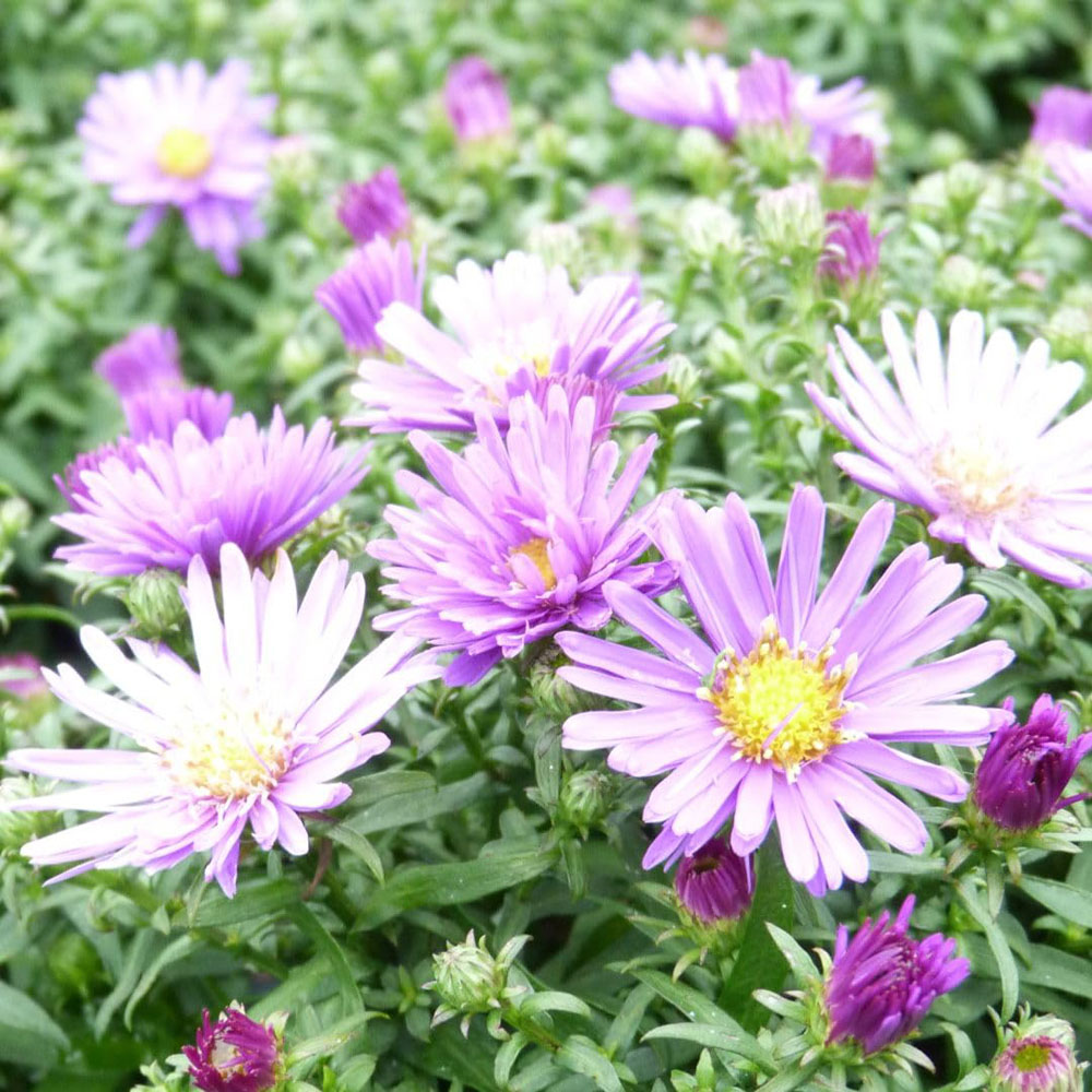 Thompson and Morgan Aster Samoa Plant Pot 9cm 2 Pack Image