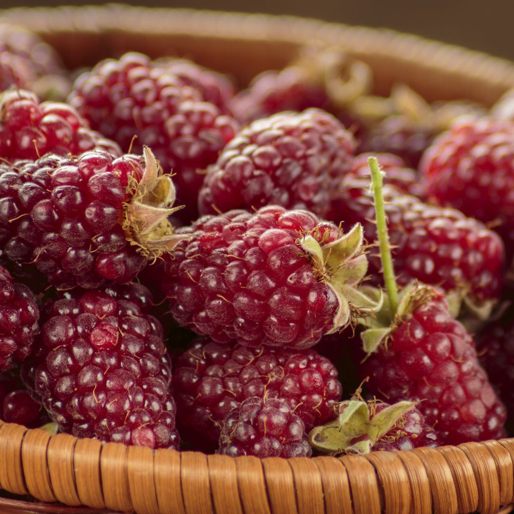 Thompson & Morgan Tayberry Rubus Potted Plant Image 3