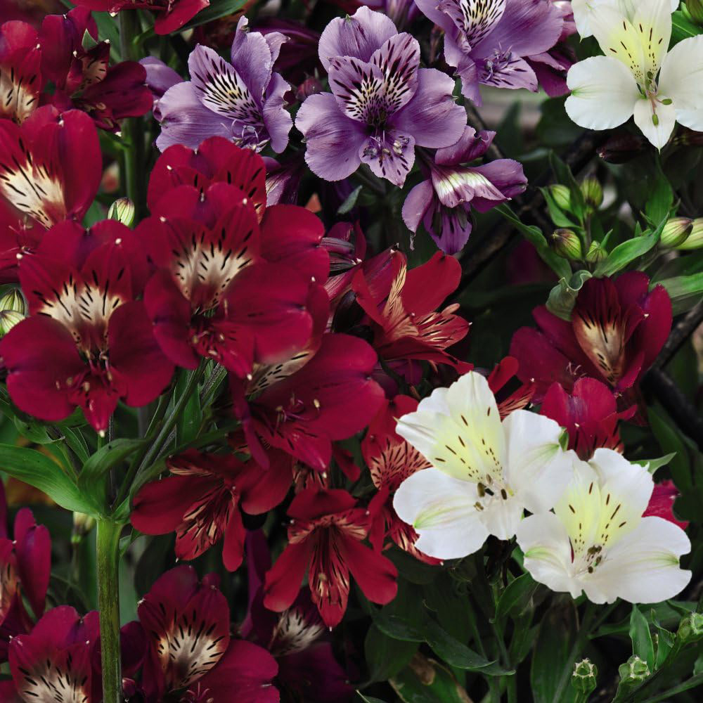 Thompson & Morgan Alstroemeria Nirvana Jumbo Plant Plug Image 1