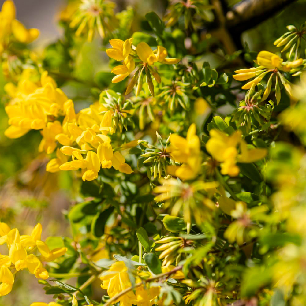 Thompson and Morgan Coronilla Citrina Tower Pot Collection Image 3