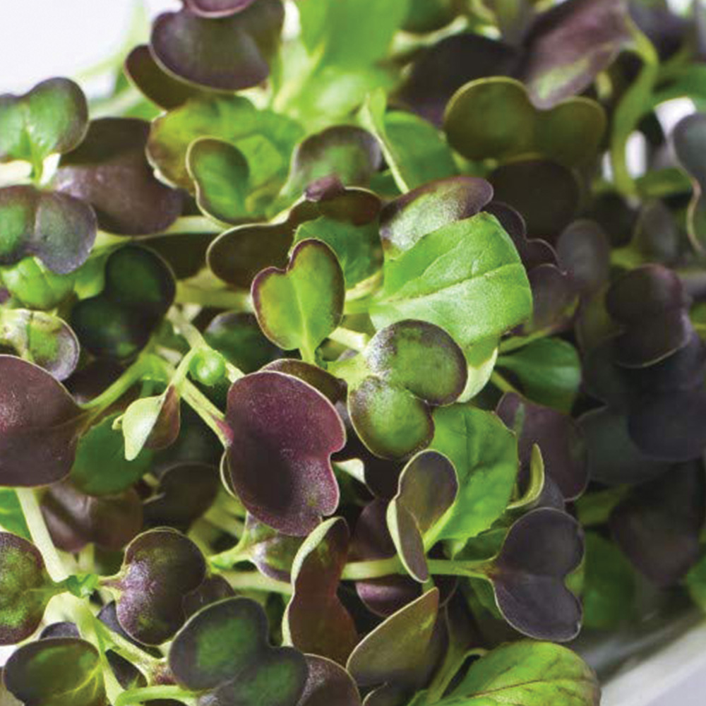 Thompson & Morgan Microgreens Pak Choi Purple Rain F1 Seeds Image 1