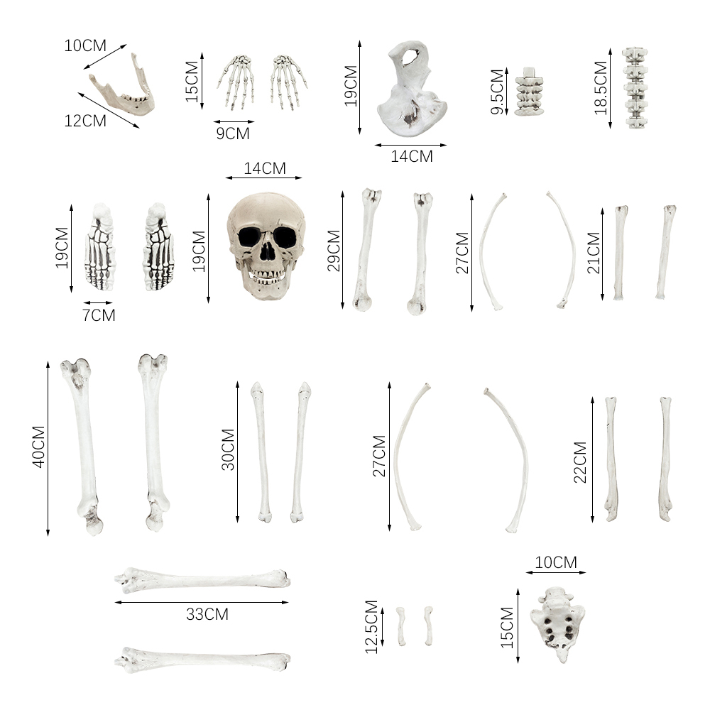 Living and Home Halloween 28 Piece Realistic Skull and Bone Skeleton Image 9