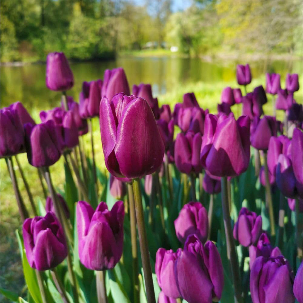 Thompson and Morgan Tulip Purple Flag Planting Bulb 8 Pack Image 2