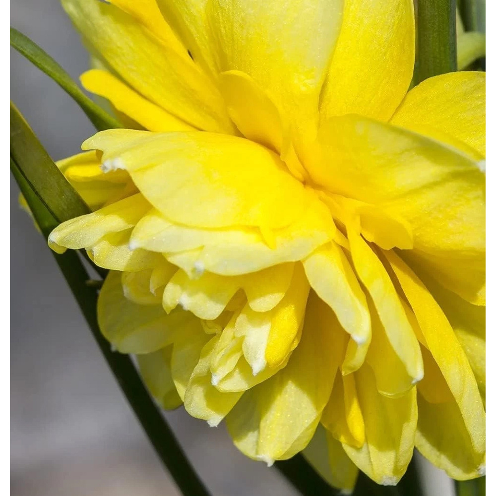 Thompson and Morgan Daffodil Cornish Pencrebar Planting Bulb 32 Pack Image 3