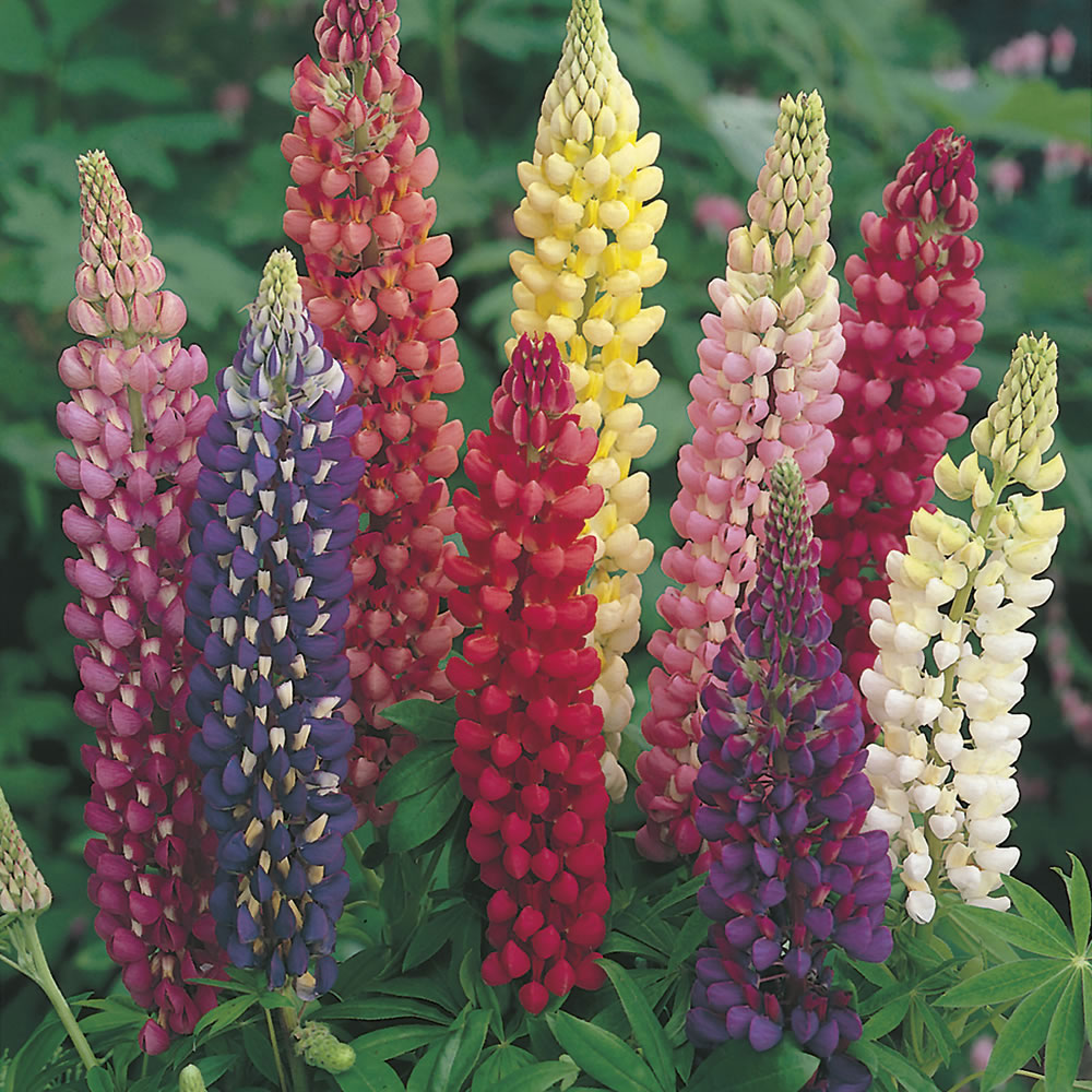 Johnsons Lupin Russell Hybrid Flower Seeds Image 1
