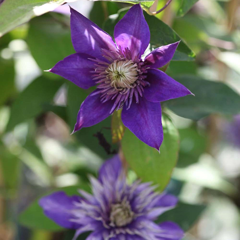 Thompson and Morgan Clematis Multi Blue Plant Pot 1.7L Image 3