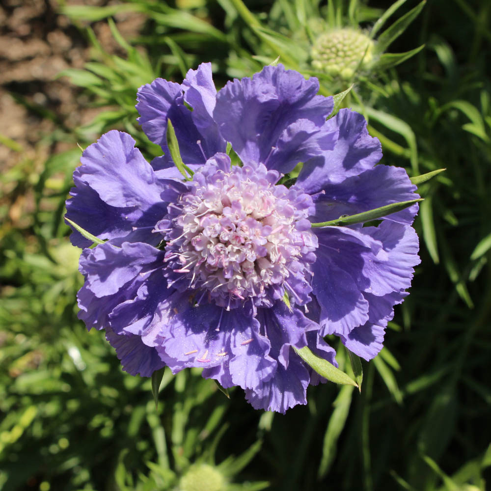 YouGarden Scabiosa Caucasica Fama Blue Caucasian Pincushion Plant Pot 3 Pack Image 1