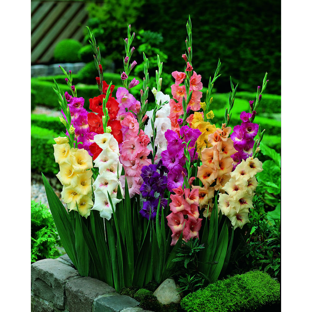 Wilko Spring Bulbs Gladioli Mix 8/10 10pk Wilko