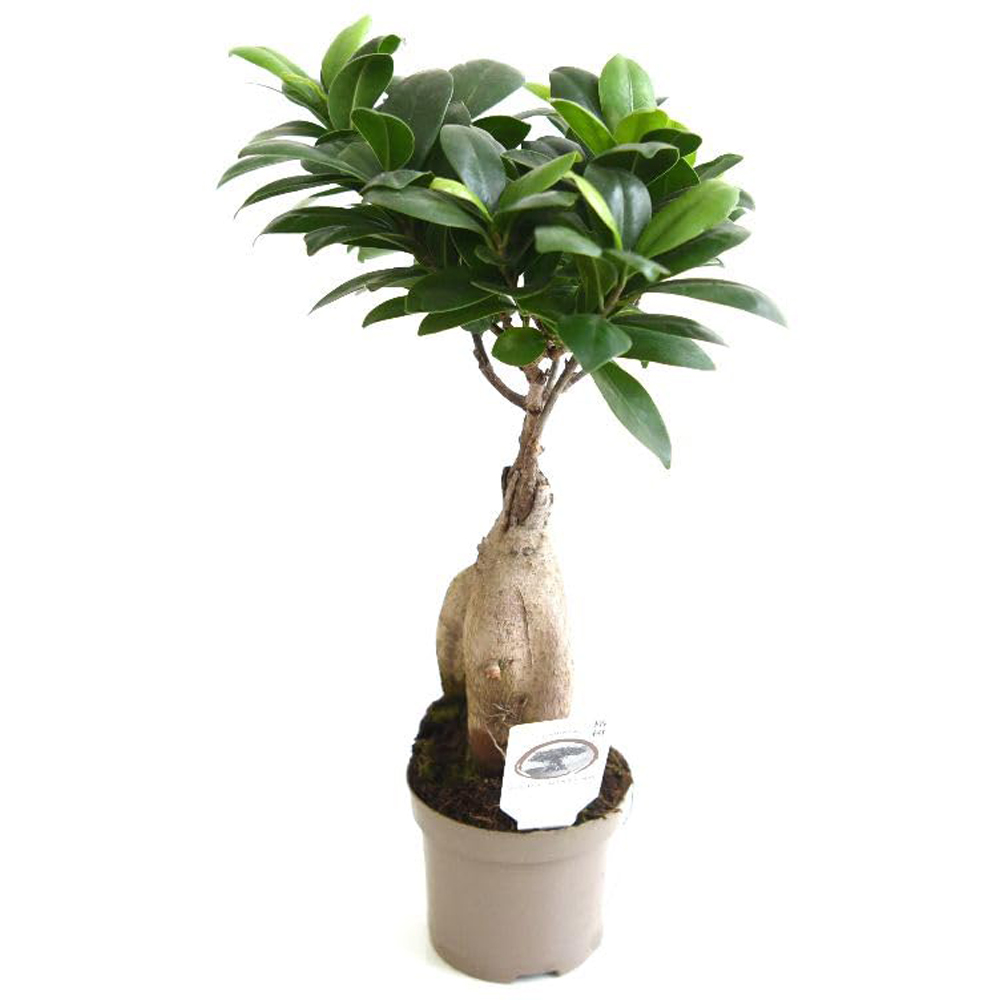 Thompson and Morgan Ficus Microcarpa Ginseng Plant Pot 9cm 2 Pack Image 2
