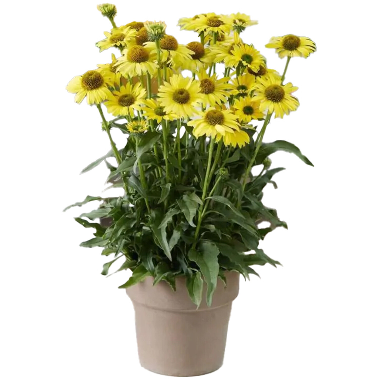 Rudbeckia Summerdaisy Plant Image