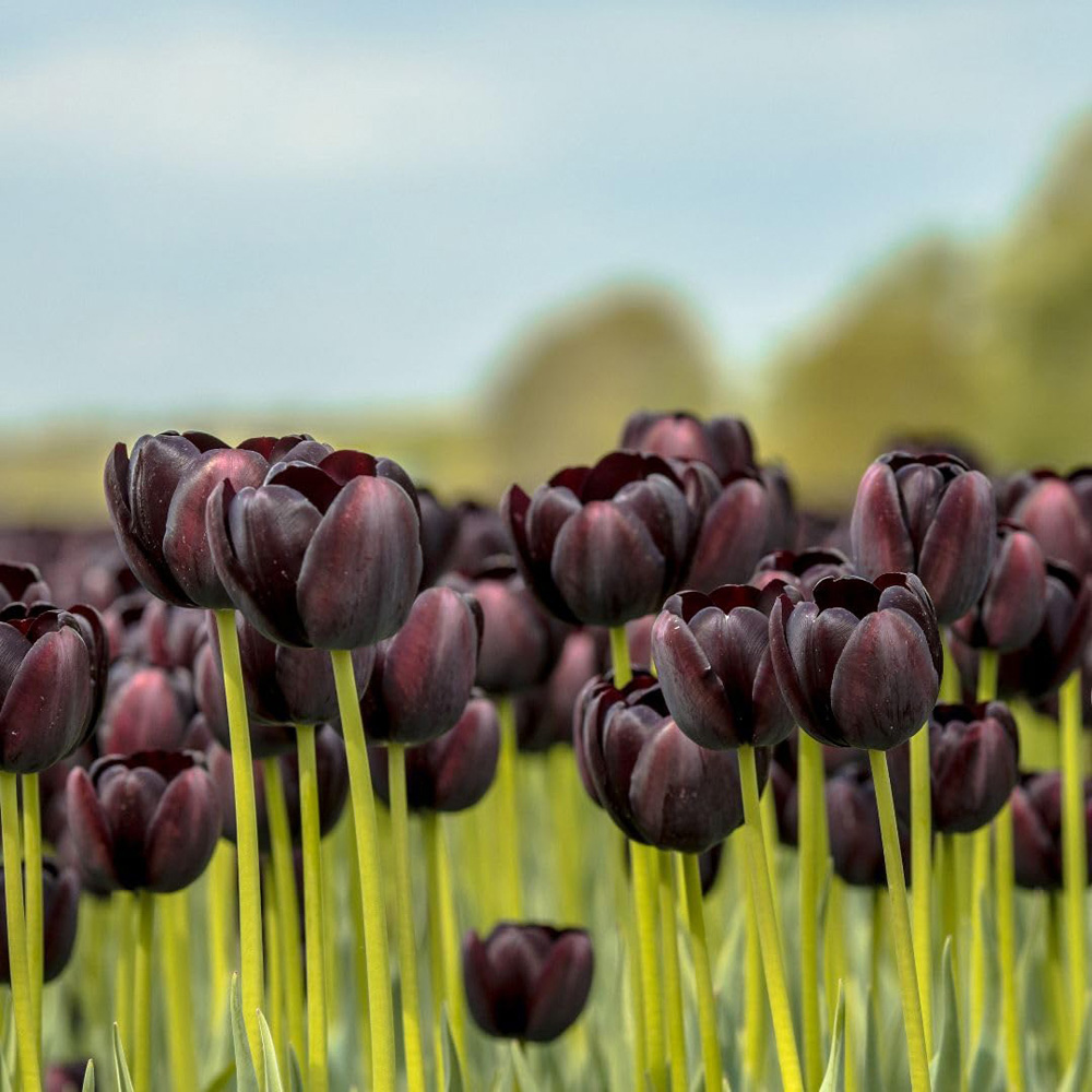 Thompson and Morgan Tulip Black Satin Planting Bulb 8 Pack Image 4