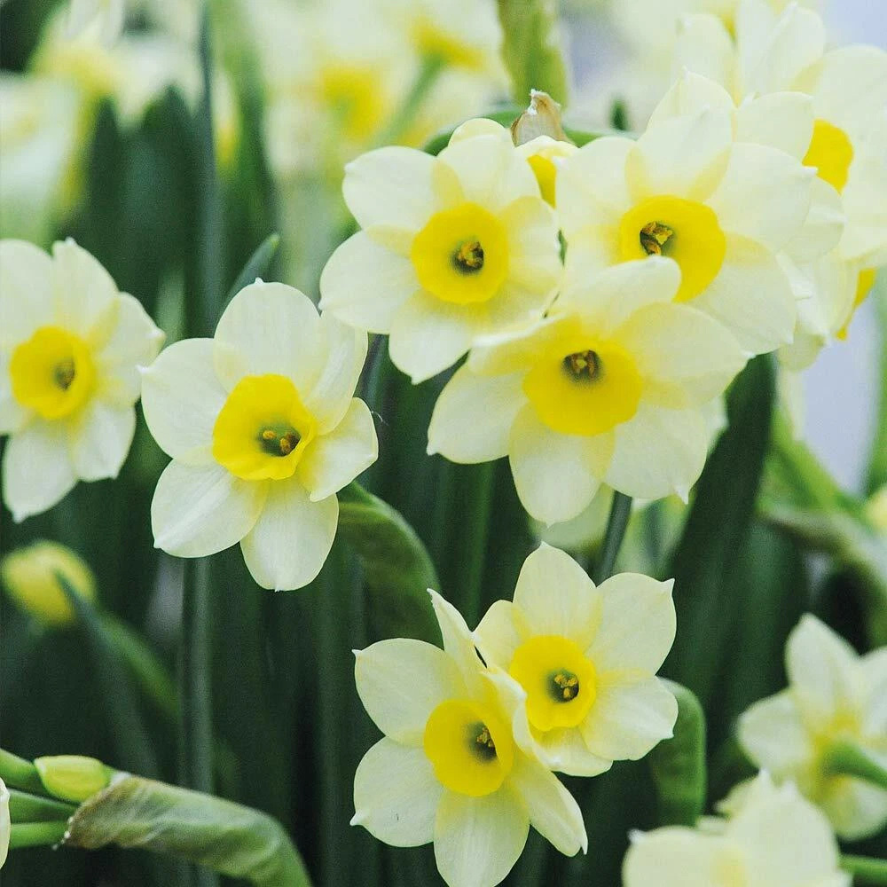 Thompson and Morgan Daffodil Minnow Planting Bulb 40 Pack Image 7