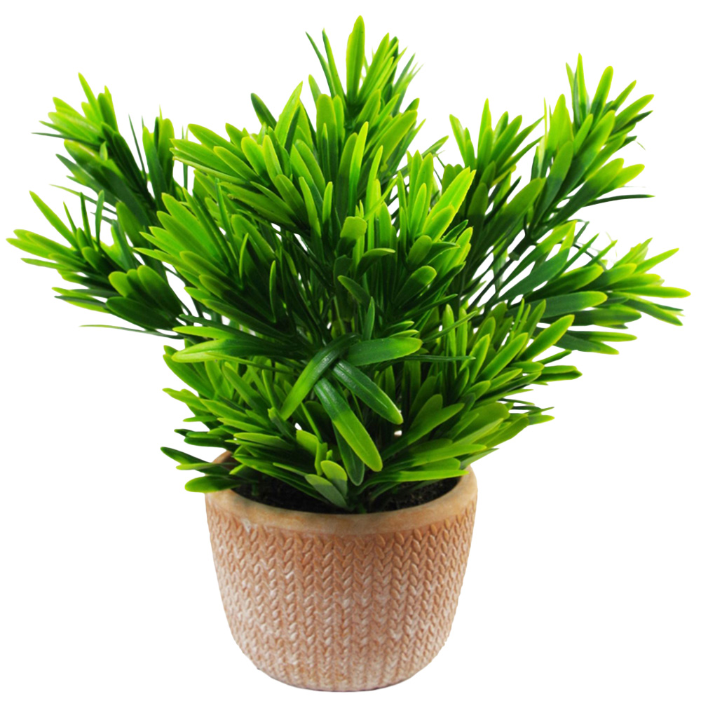 Leaf Dark Green Honey Plant in Terracotta Pot 22cm Image 1