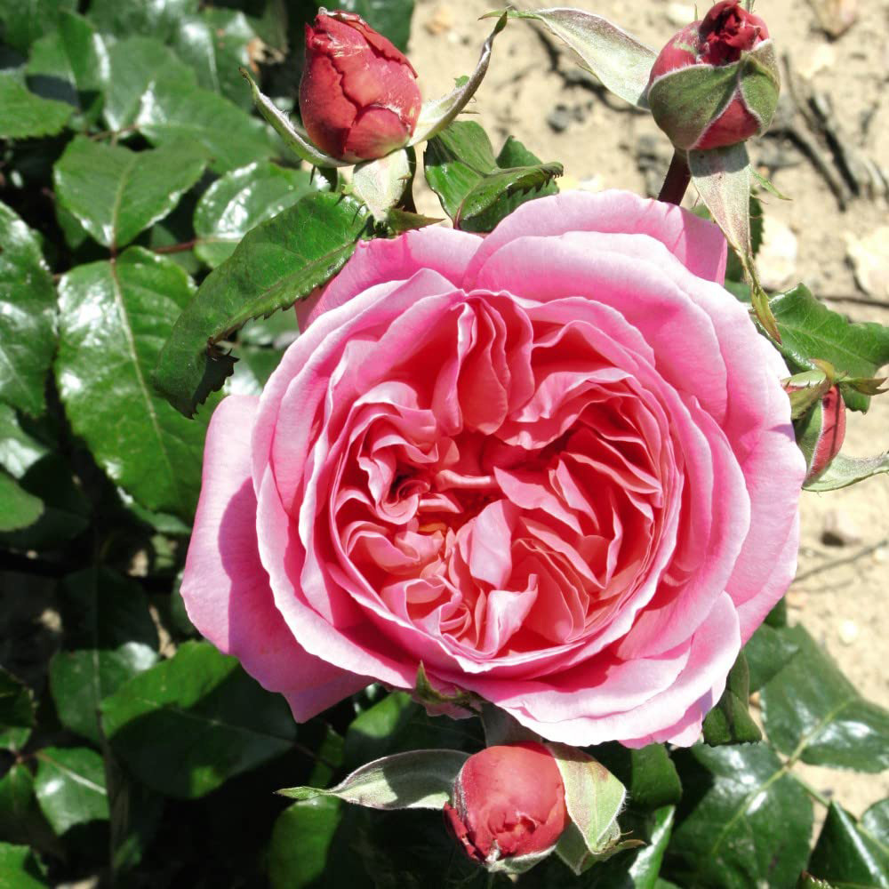 Thompson and Morgan Rose Bush Special Anniversary Bare Root Image 3