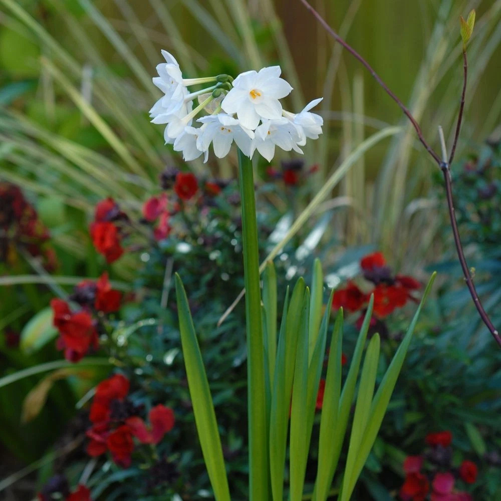 Thompson and Morgan Daffodil Papyraceus Planting Bulb 8 Pack Image 2
