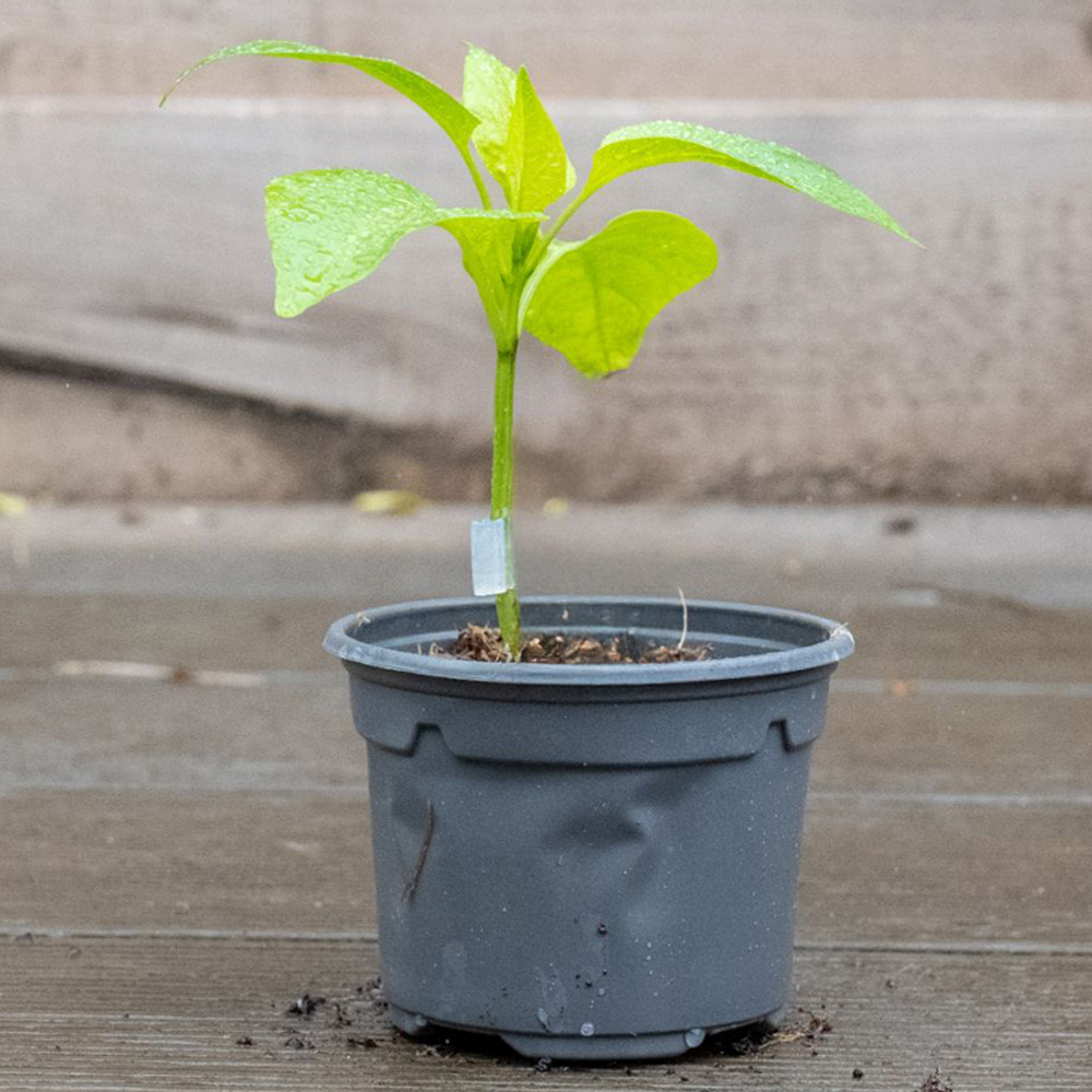 Thompson and Morgan Pepper Sweet Flamingo Plant Pot 9cm Image 1