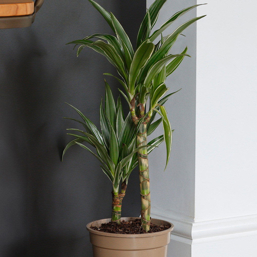 YouGarden Dracaena Deremensis Warneckii 2 Stem Plant Pot 17cm Image 1