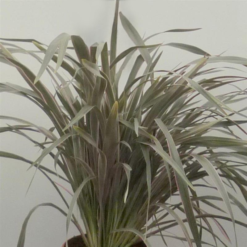 Thompson and Morgan Phormium Tenax Pink Stripe Plant Pot 9cm Image 1