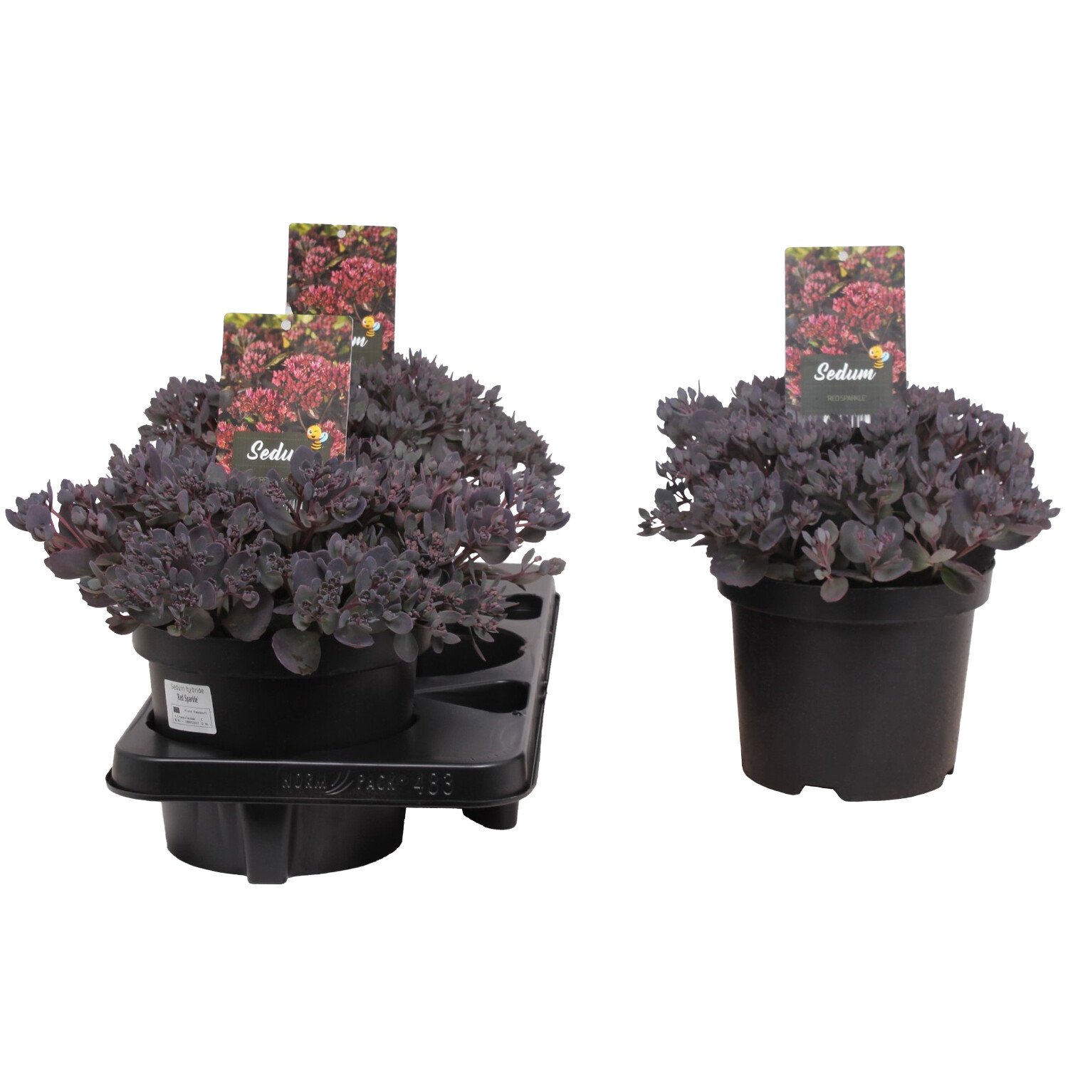 Sedum Red Sparkle - Purple Image