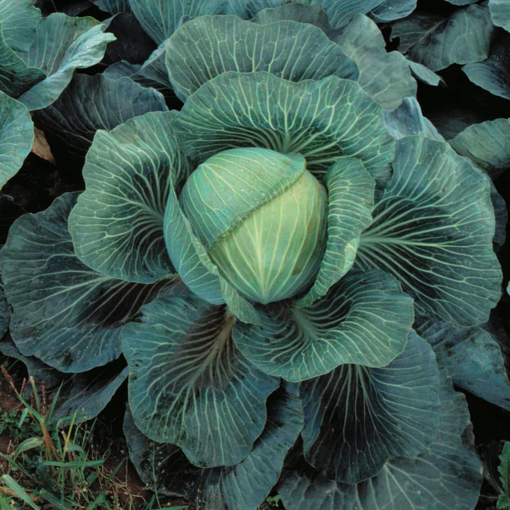 Thompson & Morgan Club Root Collection Postiplug Plant 20 Pack Image 4