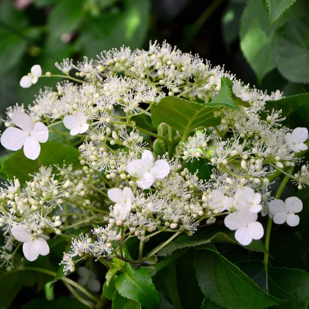 Thompson and Morgan Hydrangea Anomala Petiolaris Plant Pot 2L Image 1