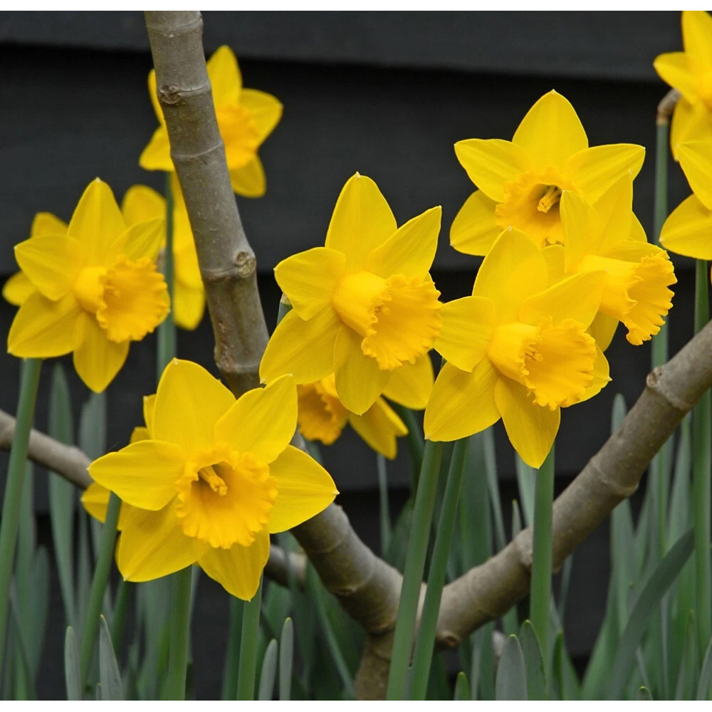 Thompson and Morgan Daffodil Golden King Alfred Planting Bulb 8 Pack Image 2